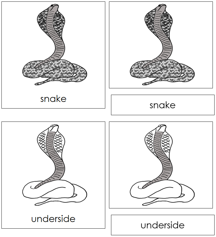 Snake Nomenclature Cards - Montessori Print Shop