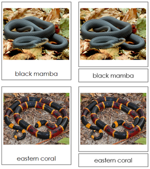 Snake Cards - Montessori Print Shop