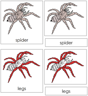 Spider Nomenclature 3-Part Cards (red) - Montessori Print Shop