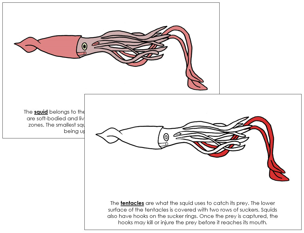 Parts of a Squid Nomenclature Book (red) - Montessori Print Shop