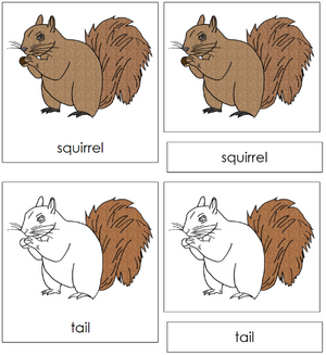 Squirrel Nomenclature 3-Part Cards - Montessori Print Shop