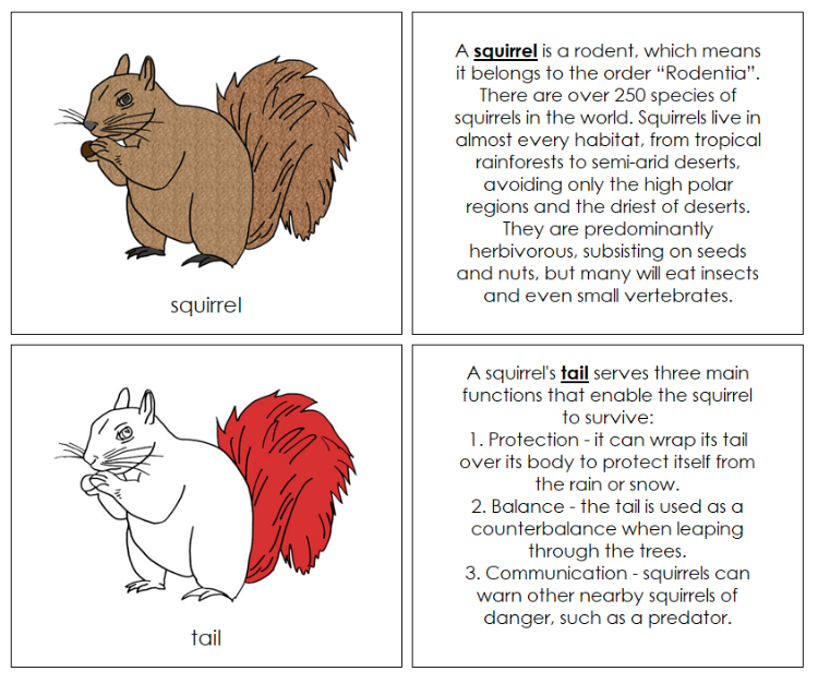 Squirrel Nomenclature Book (red) - Montessori Print Shop squirrel-nomenclature-book-red-montessori-print-shop