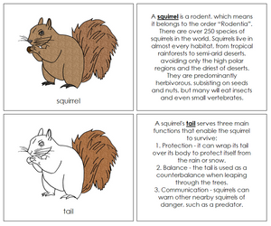 Parts of a Squirrel Nomenclature Book - Montessori Print Shop