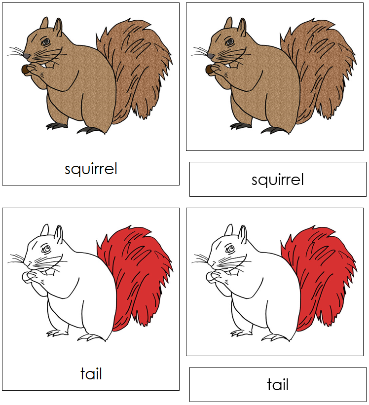Squirrel Nomenclature Cards (red) - Montessori Print Shop