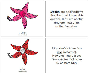 Parts of a Starfish Nomenclature Book (red) - Montessori Print Shop
