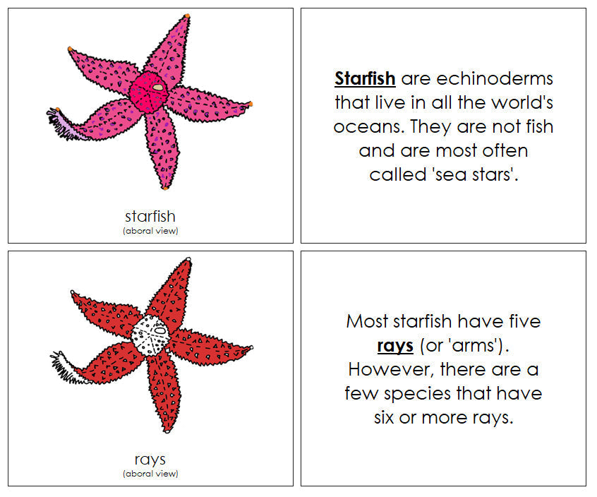 Parts of a Starfish Nomenclature Book (red) - Montessori Print Shop