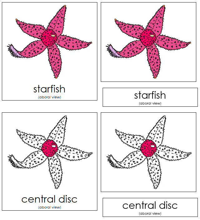 Starfish Nomenclature Cards - Montessori Print Shop