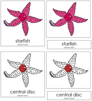 Starfish Nomenclature 3-Part Cards (red) - Montessori Print Shop