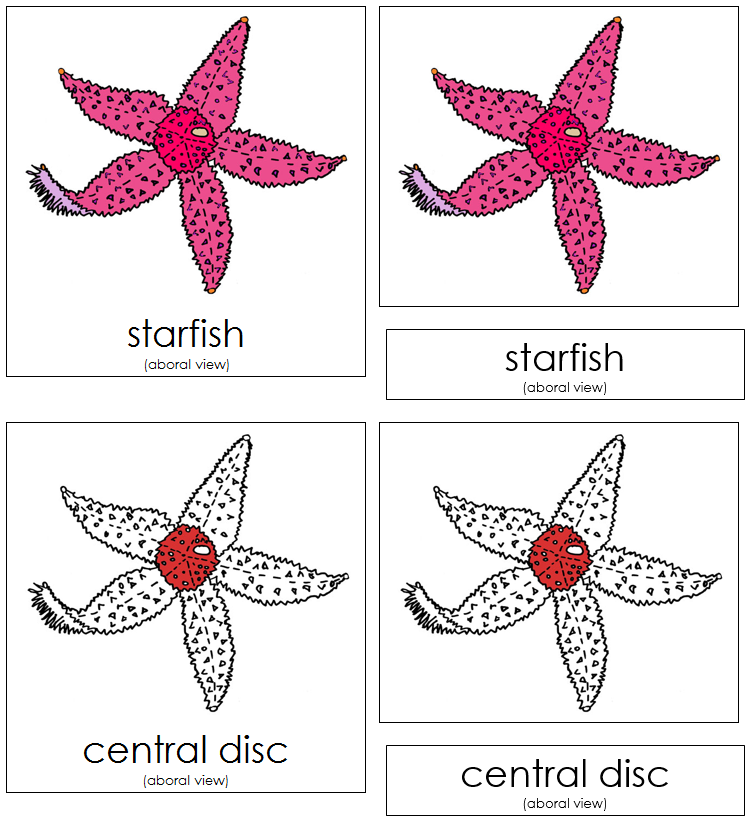 Starfish Nomenclature Cards (red) - Montessori Print Shop