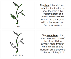 Parts of a Stem Nomenclature Book - Montessori Print Shop
