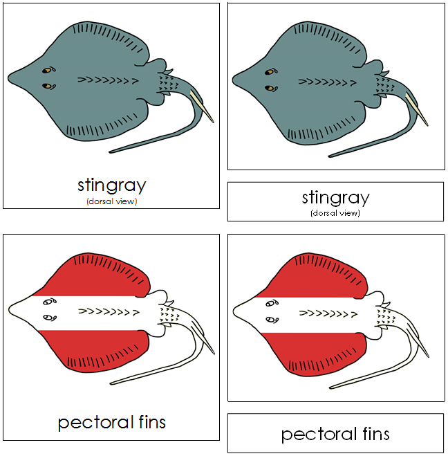 Stingray Nomenclature Cards (red) - Montessori Print Shop