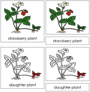 Strawberry Plant Nomenclature 3-Part Cards (red) - Montessori Print Shop