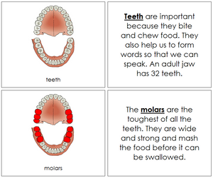 Teeth & Jaw Nomenclature Book - Montessori Print Shop