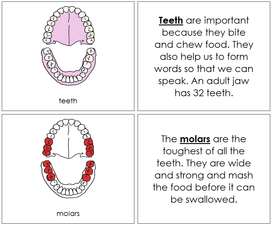 Teeth & Jaw Nomenclature Book (red) - Montessori Print Shop
