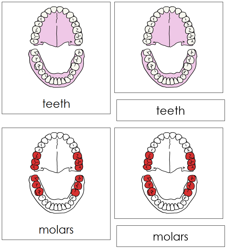 Teeth & Jaw Nomenclature Cards (red) - Montessori Print Shop