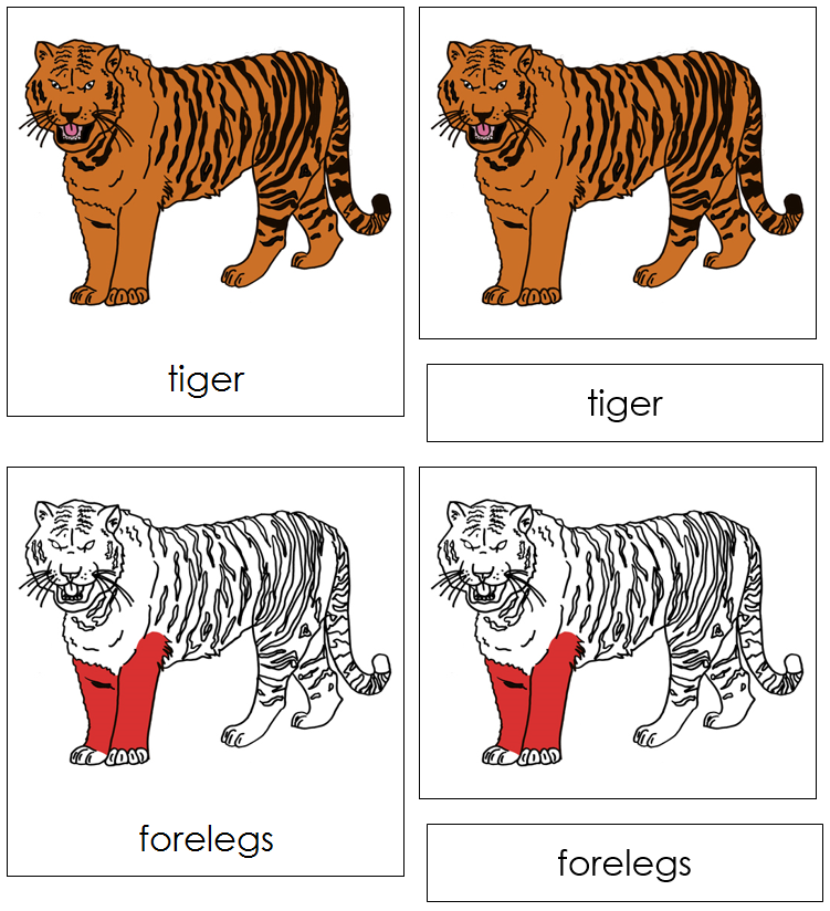 Tiger Nomenclature Cards (red) - Montessori Print Shop