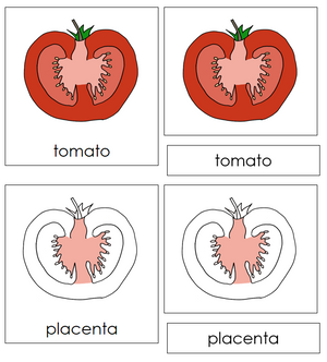 Parts of a Tomato Nomenclature 3-Part Cards - Montessori Print Shop