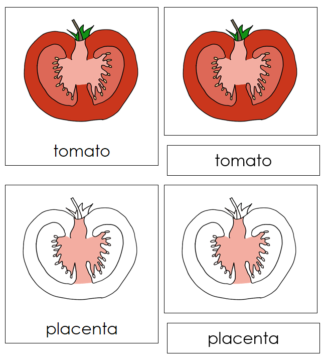 Parts of a Tomato Nomenclature Cards - Montessori Print Shop