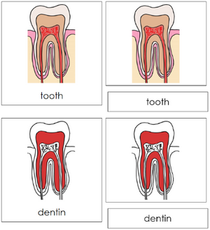 Tooth Nomenclature 3-Part Cards (red) - Montessori Print Shop