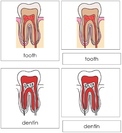 Tooth Nomenclature Cards (red) - Montessori Print Shop
