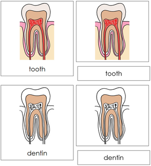 Tooth Nomenclature 3-Part Cards - Montessori Print Shop