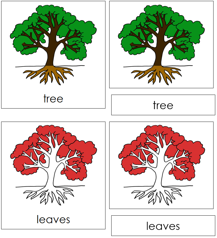 Botany Nomenclature Bundle (Red) Set 1 - Montessori Print Shop