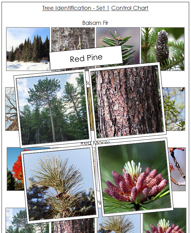 Tree Identification Cards Set 1 - Montessori Print Shop