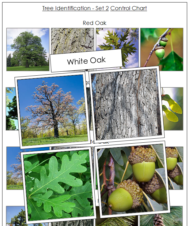 Tree Identification Cards Set 2 - Montessori Print Shop