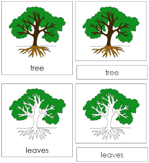 Tree Nomenclature Cards - Montessori Print Shop