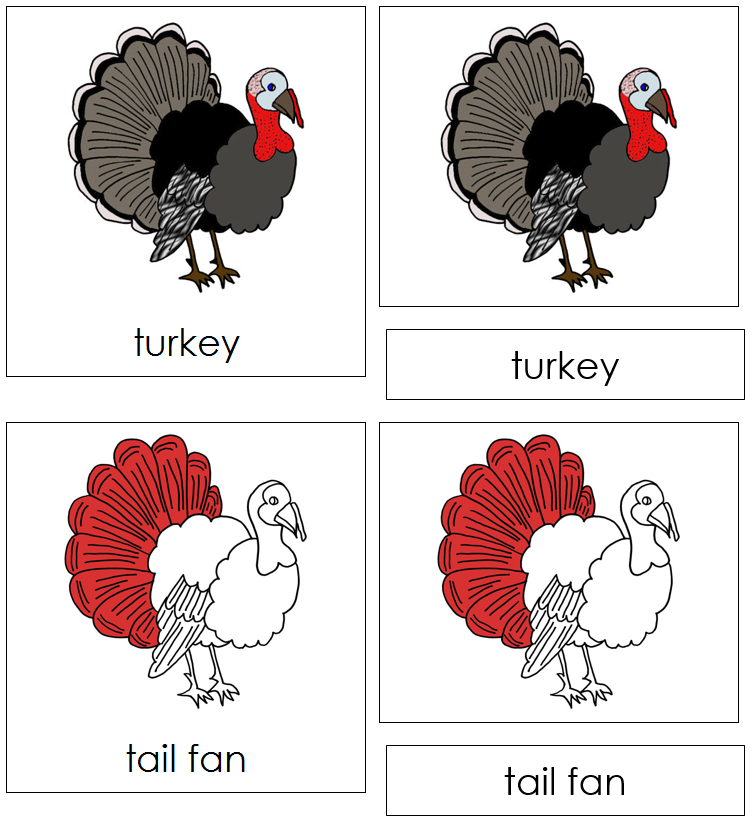 Turkey Nomenclature Cards (red) - Montessori Print Shop