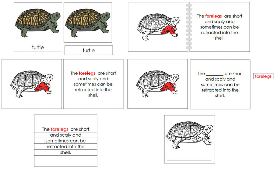 5-Part Turtle Nomenclature Definition Set - Montessori Print Shop