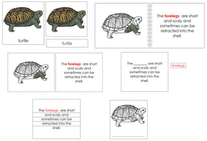 Turtle Definition Set - Montessori Print Shop nomenclature