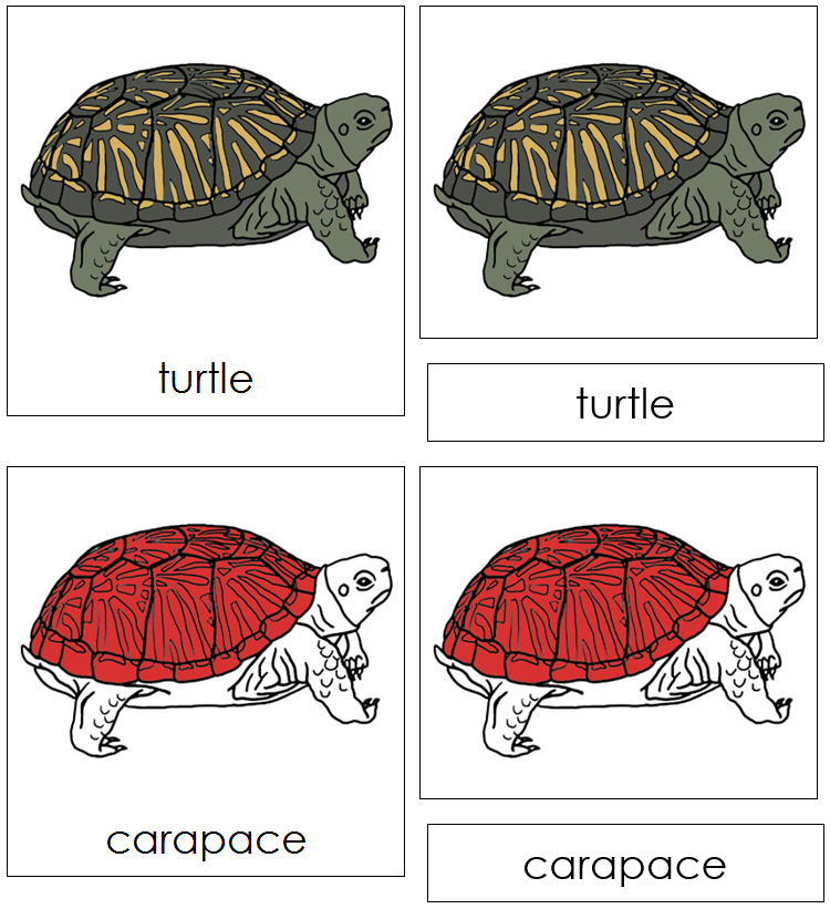 Turtle Nomenclature Cards (red) - Montessori Print Shop