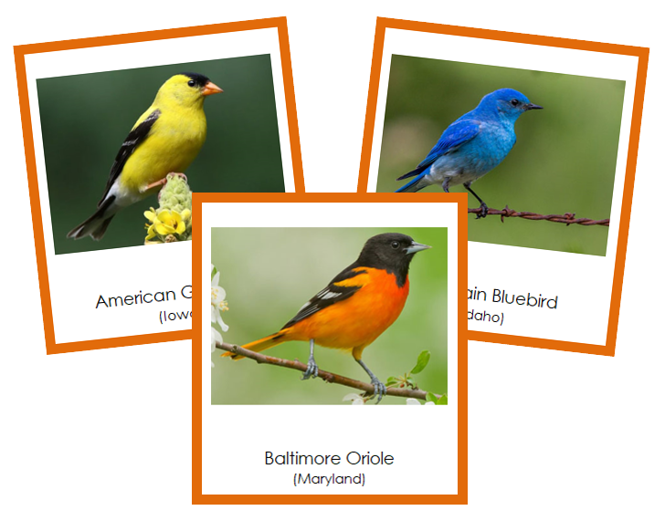 State Birds of the USA (color-coded) - Montessori Print Shop