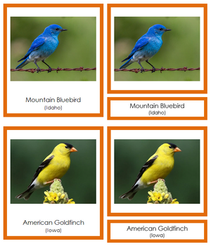 State Birds of the USA (color-coded) 3-Part Cards - Montessori Print Shop