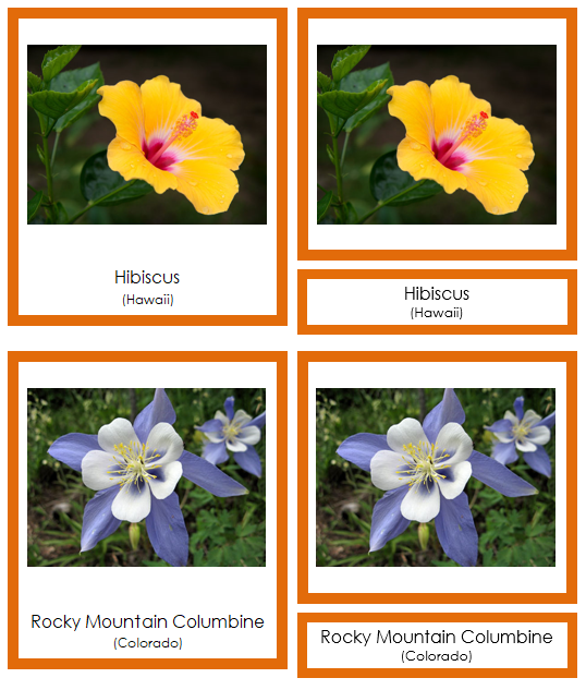 US State Flowers - Montessori Print Shop