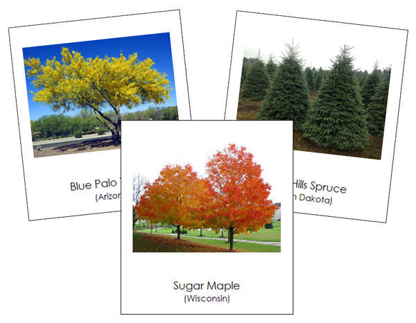 US State Trees - Montessori Print Shop