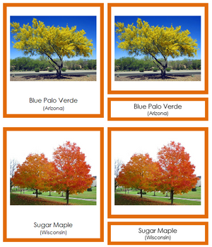 State Trees of the USA (color-coded) 3-Part Cards - Montessori Print Shop