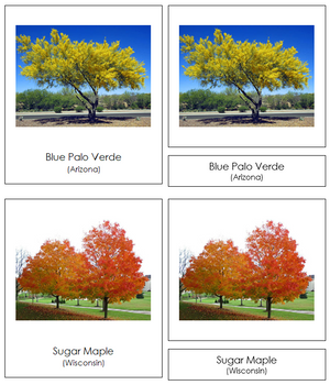 State Trees of the USA 3-Part Cards - Montessori Print Shop