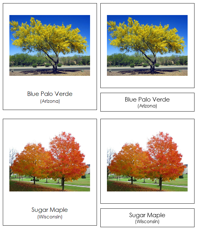 State Trees of the USA - Montessori Print Shop