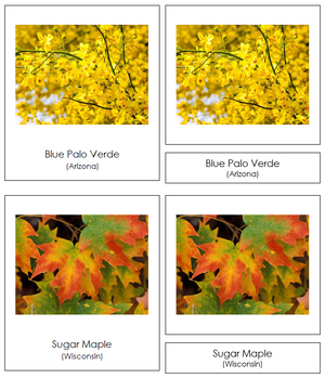 State Trees of the USA 3-Part Cards - Montessori Print Shop