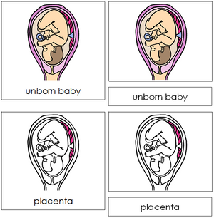 Unborn Baby Nomenclature 3-Part Cards - Montessori Print Shop