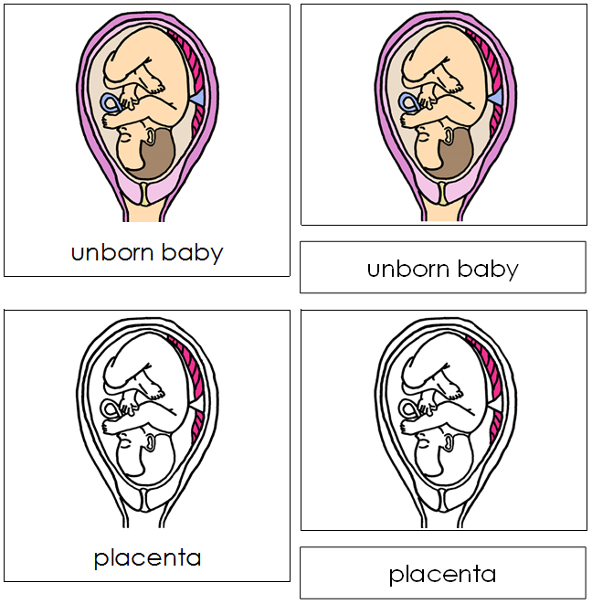 Unborn Baby Nomenclature Cards - Montessori Print Shop