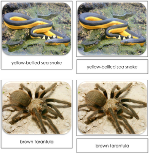 Venomous Creatures Safari Toob Cards - Montessori Print Shop