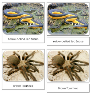 Venomous Creatures Safari Toob Cards - Montessori Print Shop