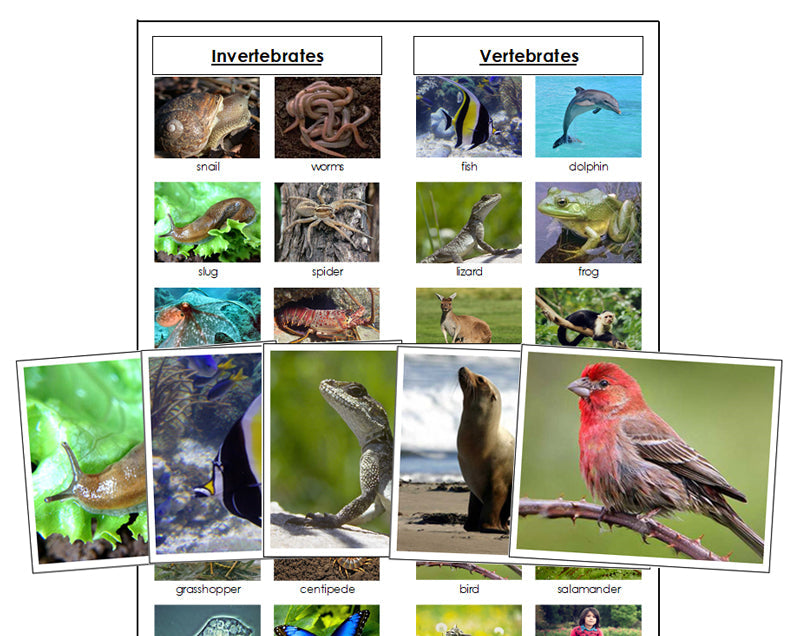 Vertebrates and Invertebrates Sorting Cards - Montessori Print Shop science materials
