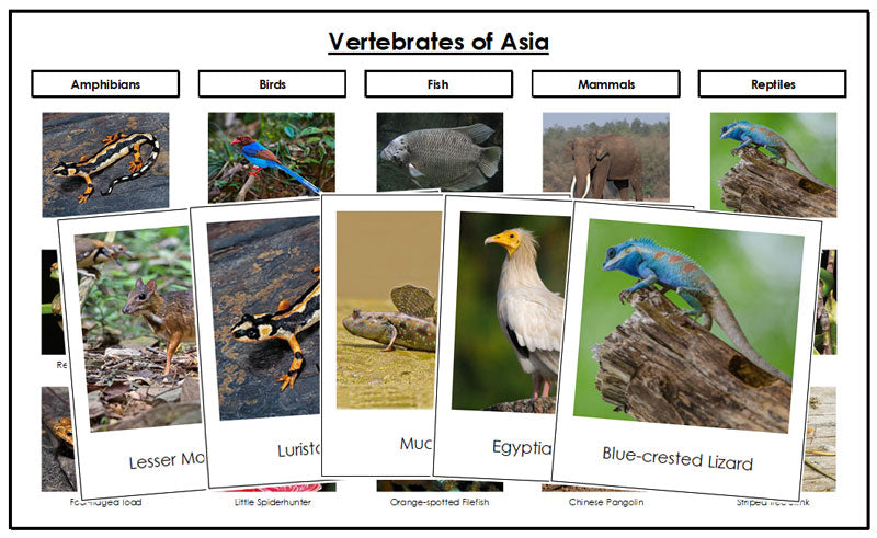 Asia Vertebrate Sorting - Montessori Print Shop