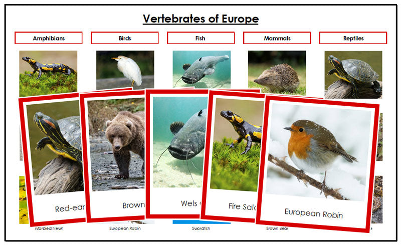 Europe Vertebrate Sorting (color borders) - Montessori Print Shop