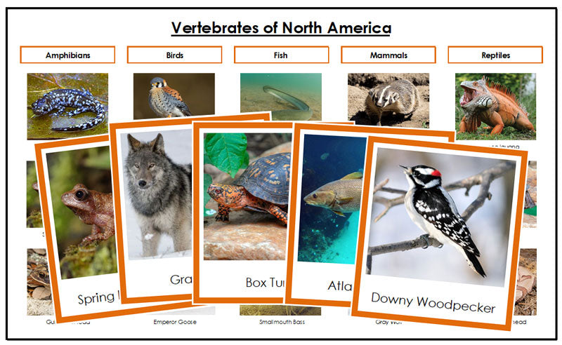 North America Vertebrate Sorting (color borders) - Montessori Print Shop