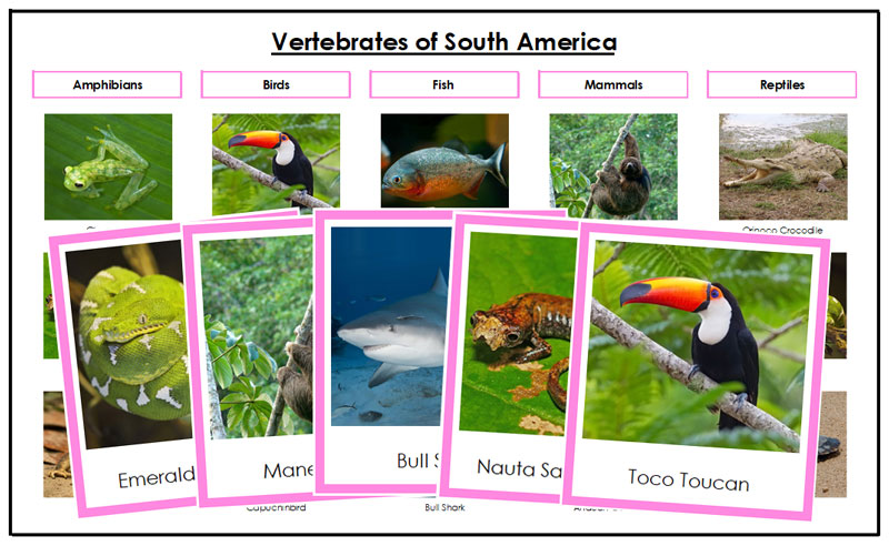 South America Vertebrate Sorting (color borders) - Montessori Print Shop
